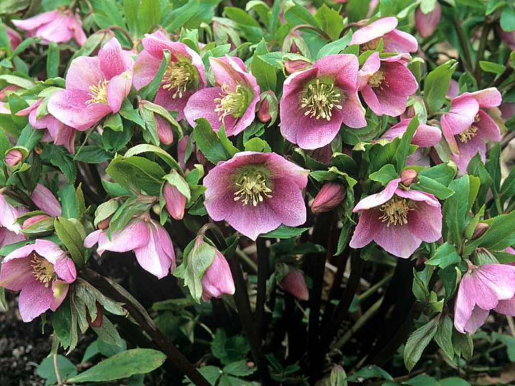 Helleborus orientali
